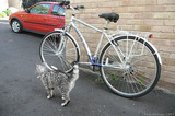 P1020667 New bike and cat